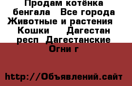 Продам котёнка бенгала - Все города Животные и растения » Кошки   . Дагестан респ.,Дагестанские Огни г.